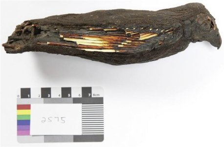 ancient-egypt-mummified-kestrel